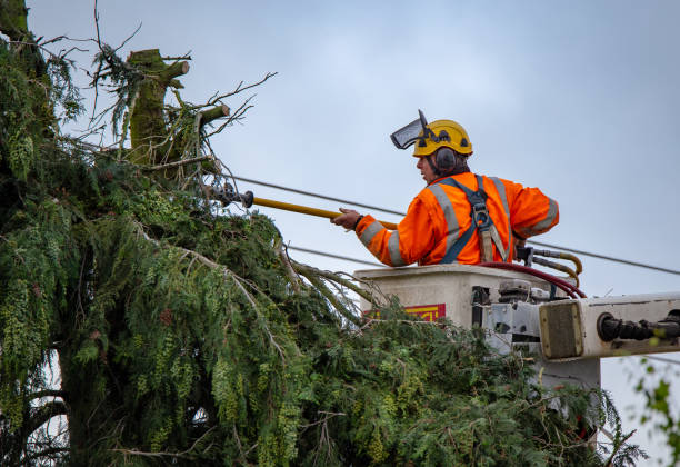 Best Hedge Trimming  in USA